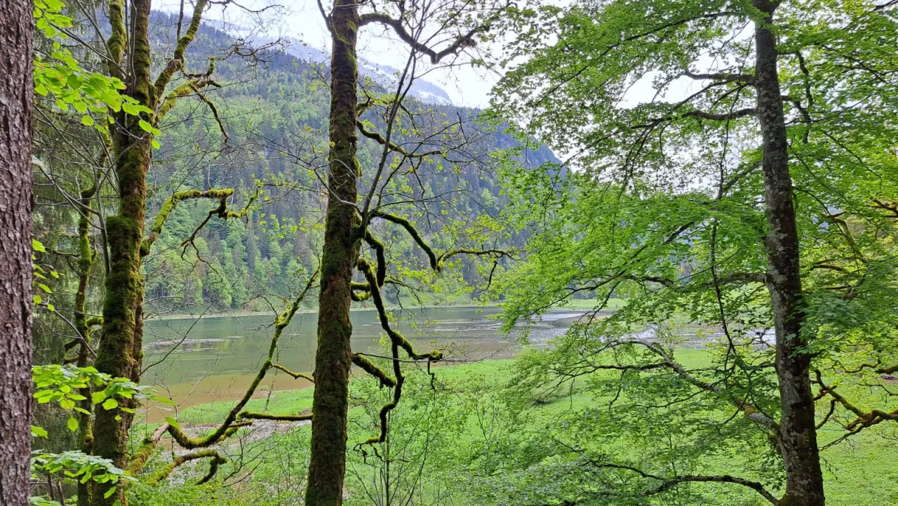 Ausblick durch den Wald auf den Obersee